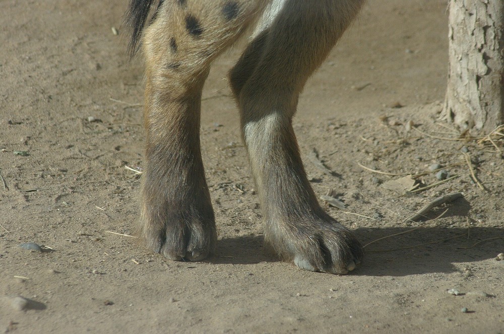 Spotted Hyena Taxidermy Reference Photo Cd
