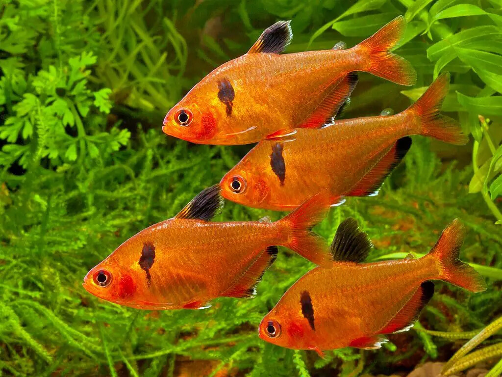 Tropical Fish Flakes for All Tropical Fish, Guppies, Tetras, Livebearers. WL