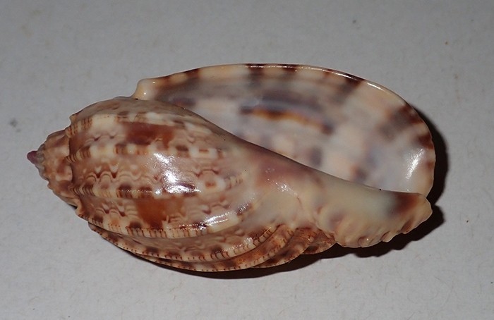52 mm GREAT PATTERN Harpa Amouretta Harp Seashell #AK2 From Java Island