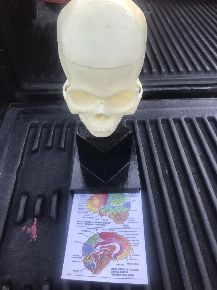 Human Skull Model,4 Part Human Brain with stand