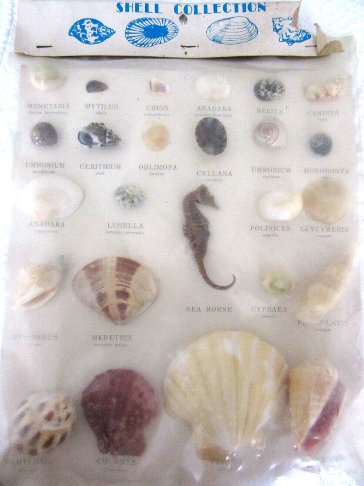 VINTAGE MARSCO SHELL COLLECTION ~ JAPAN