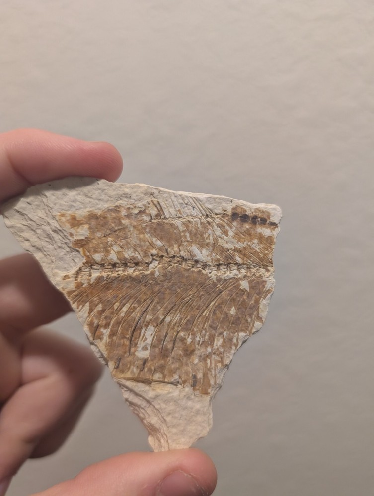 Green River Fossil Fish