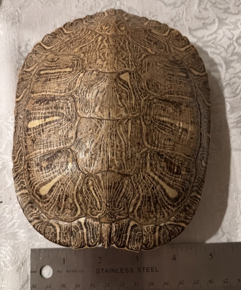 6" to 7" Red Ear Turtle Shell Specimen