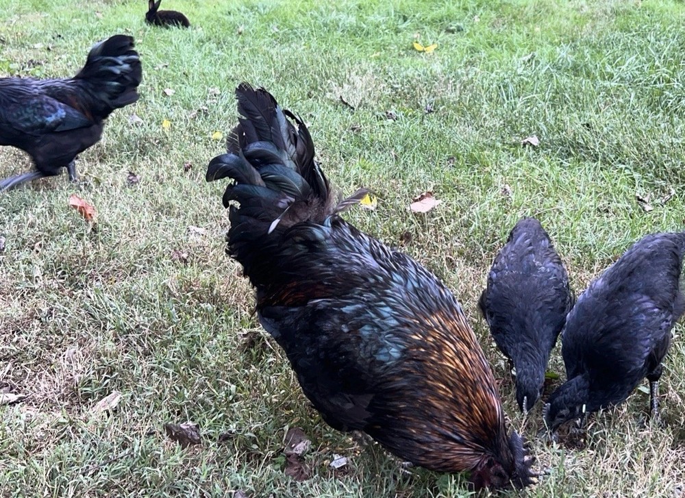 🎱 12 FERTILE HATCHING E G G S 🎱