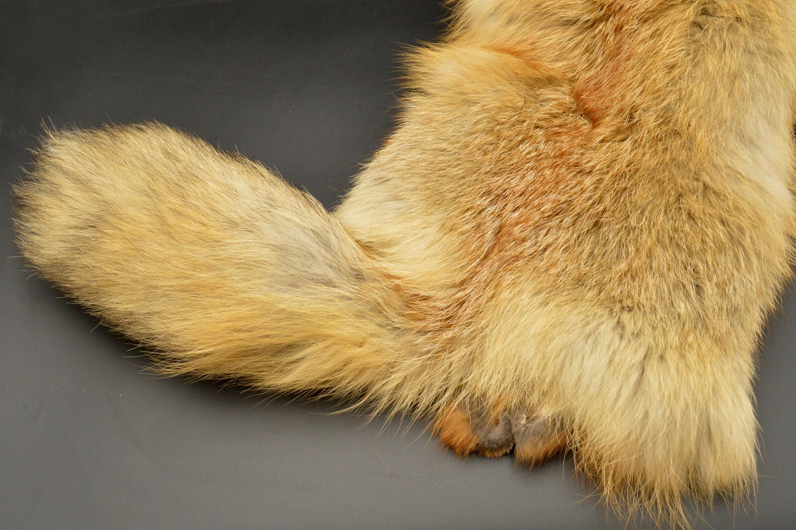 Tanned Red Fox Winter “Heavy Fur” Western Extra Large Premo (rfwhpremo)