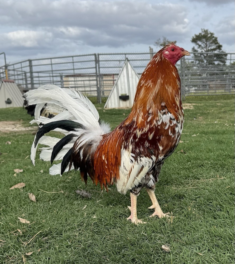 Chicken Hatching Egg