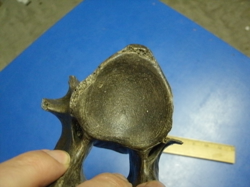 FOSSIL BISON VERTEBRA FROM KANSAS