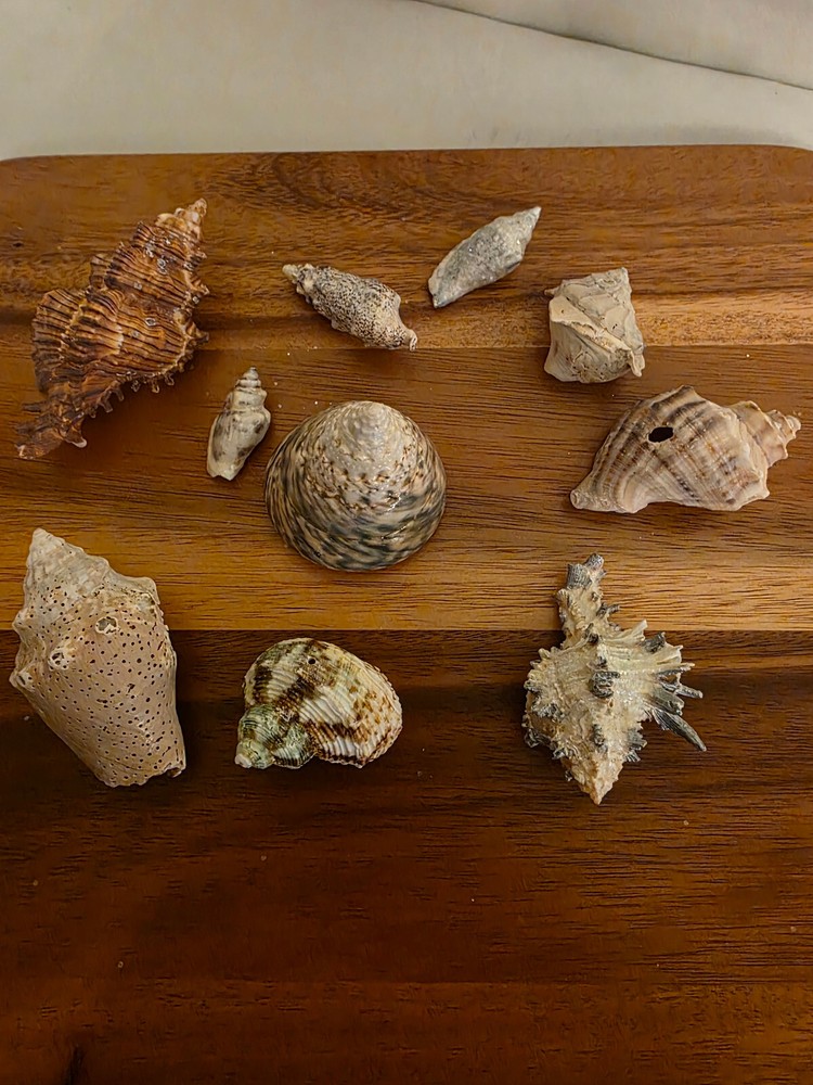 Ocean Seashell Lot - Estate Find