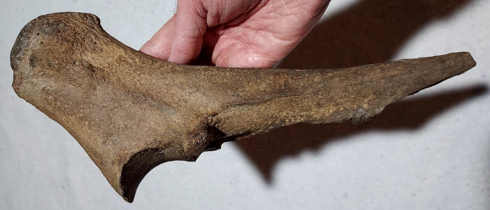 Ice Age Bison Left Ulna Bone Fossil