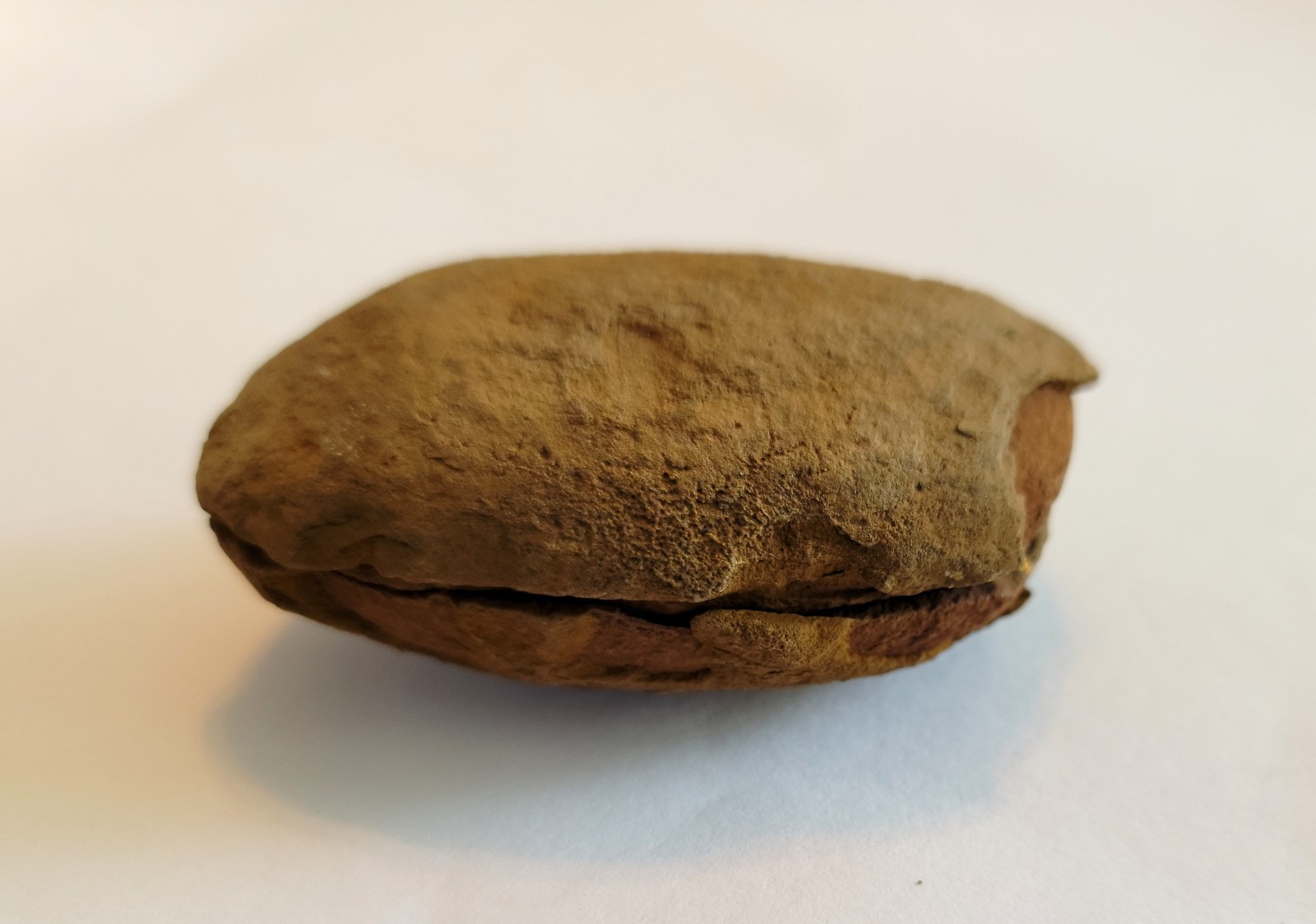 Mazon Creek Woody Stem with Nodes Fossil Nodule Pair