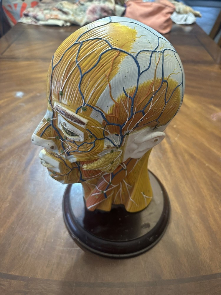 Clay Adams Human Brain Model Display