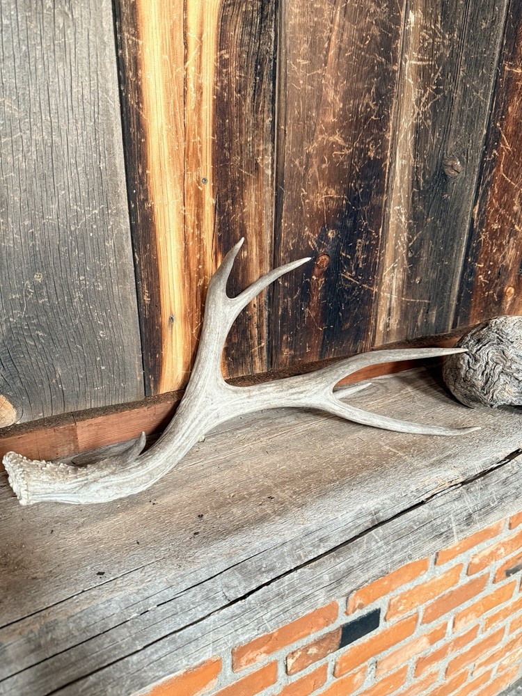 Mule Deer Shed ~ Deer Antler ~ Decor