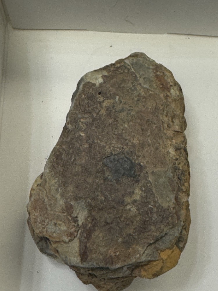 Two Trilobite Fossils