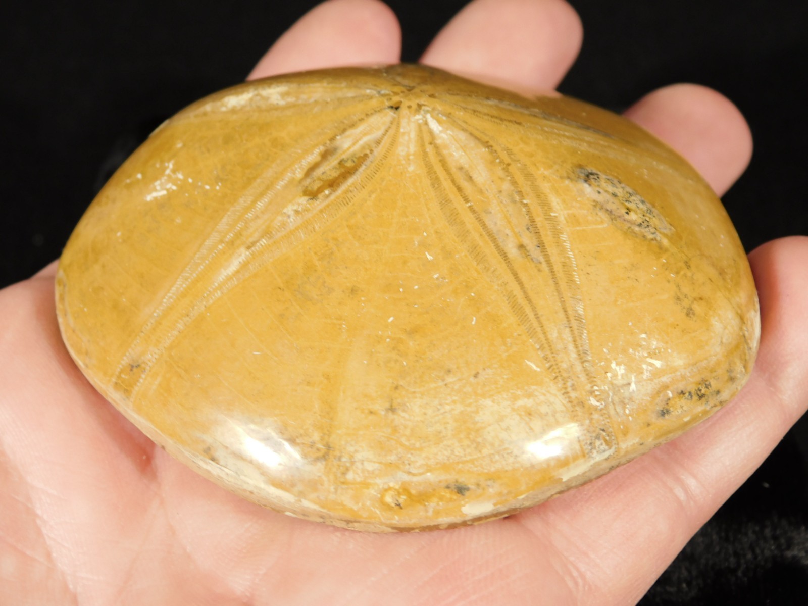 Big! Polished 150 Million Year Old! SAND DOLLAR Fossil Madagascar 205gr