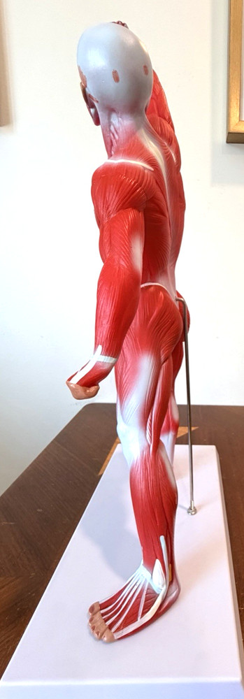 Human Muscular structure Anatomy System Model with base