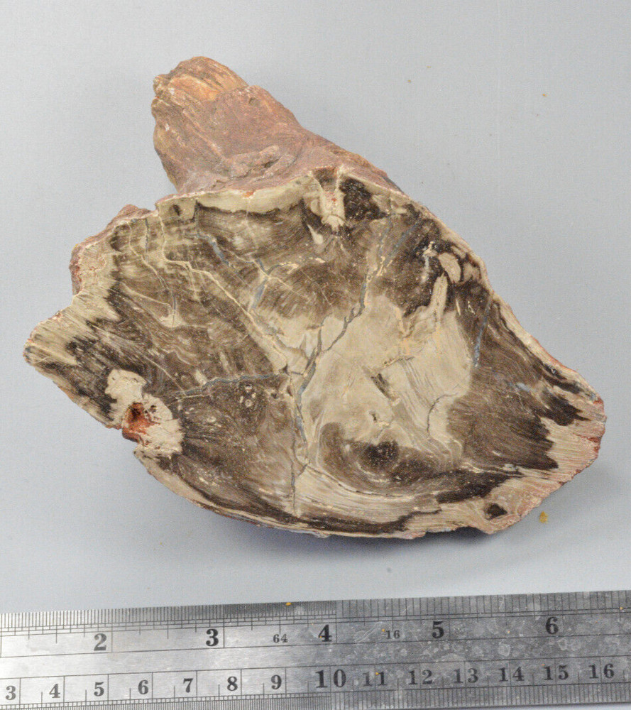 Petrified Wood, knots, Oregon