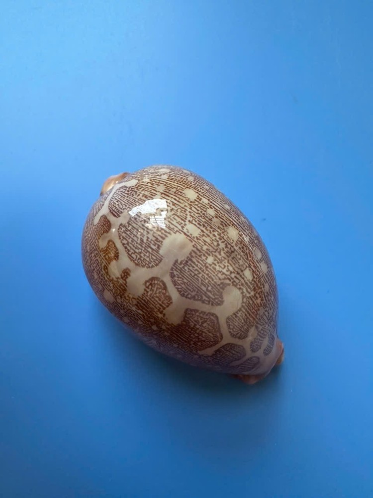76mm | Cypraea Mappa | F+++ GEM| Rose base | Nice pattern
