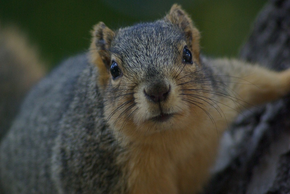 Fox Squirrel Taxidermy Reference Photo Cd