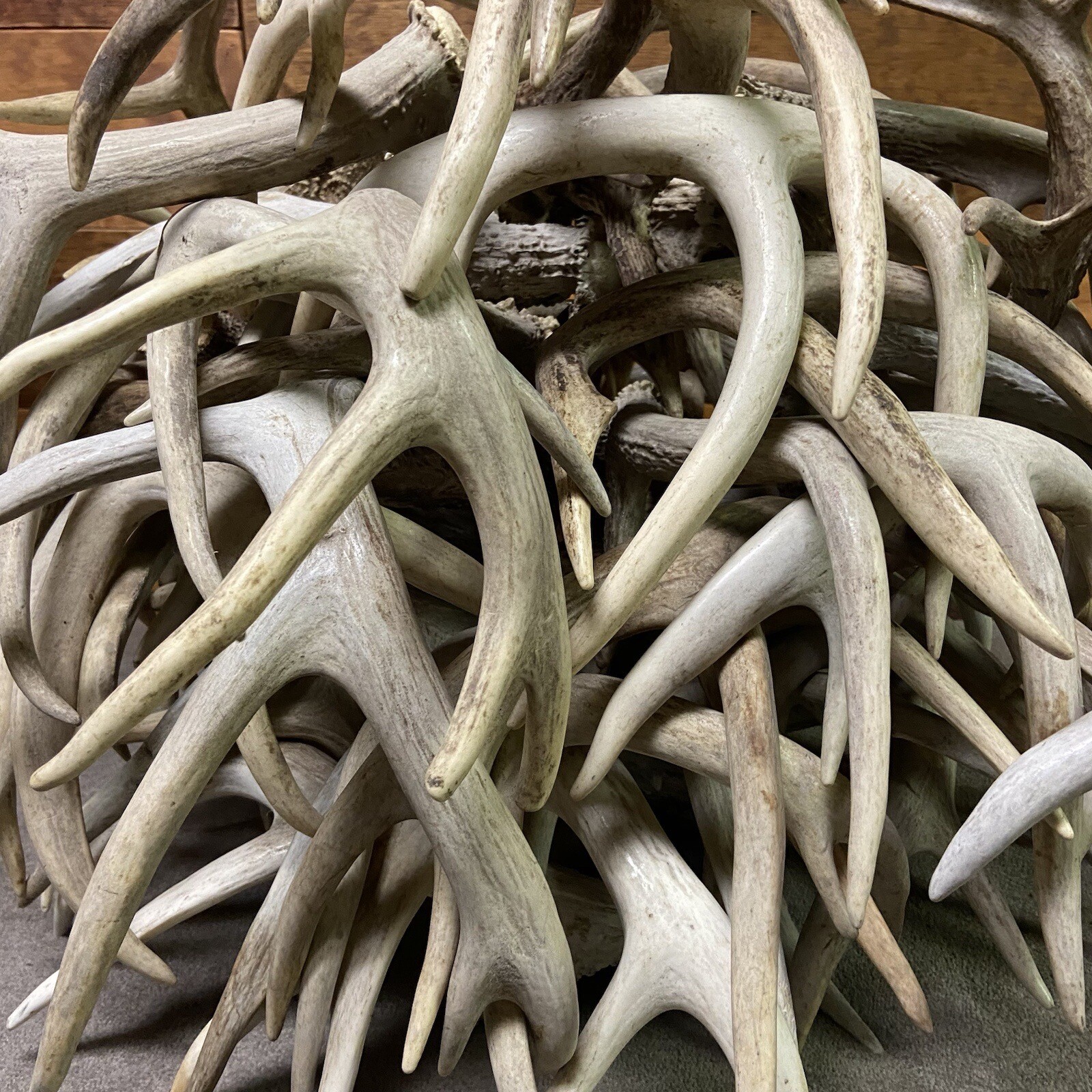 3, 5, 10 Pounds Premium A Grade Bulk Whitetail Deer Antlers - No Defects