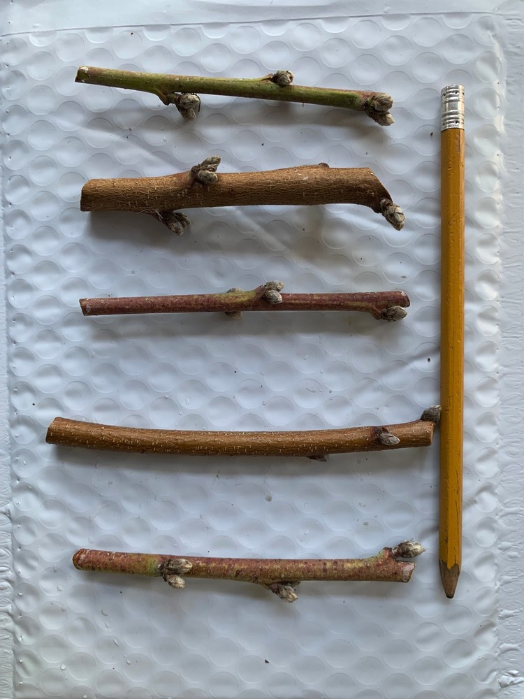 Nectaplum ( 5 scions)