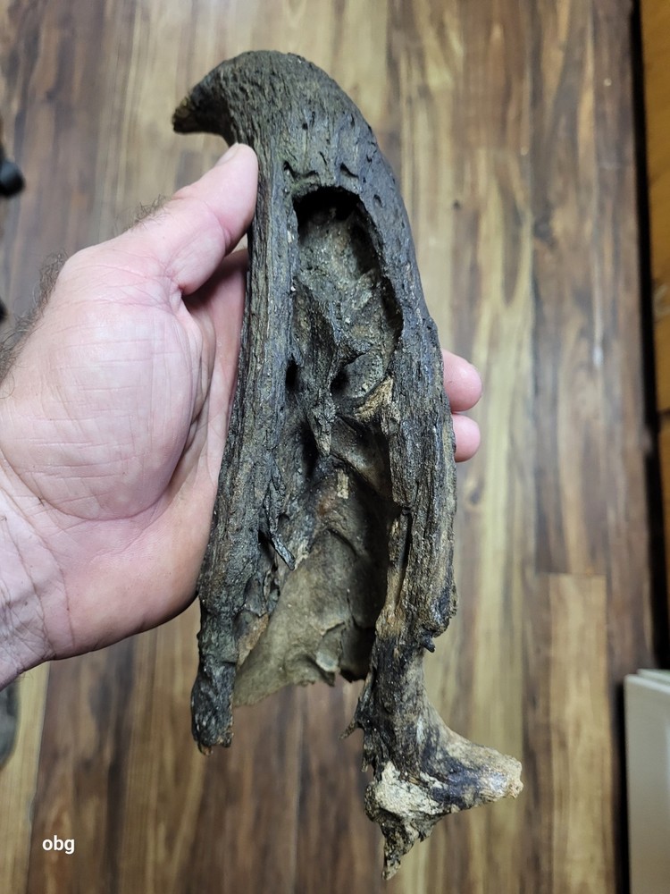 Historic Bison horn core Holocene era