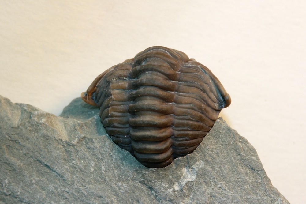 Flexicalymene retrorsa Enrolled Trilobite from Brown County, Ohio