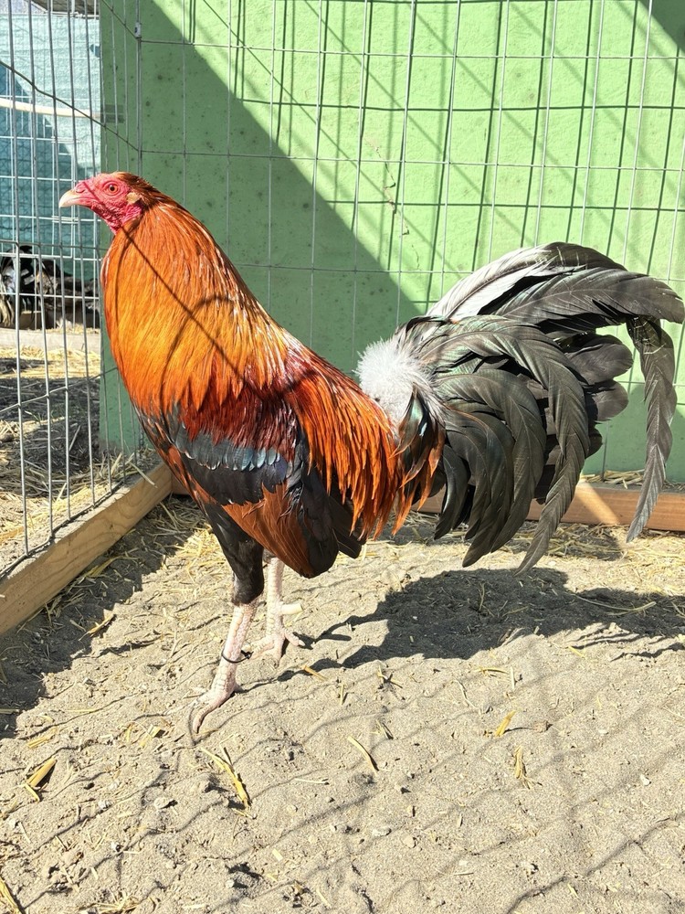 12+ Chicken Hatching Eggs