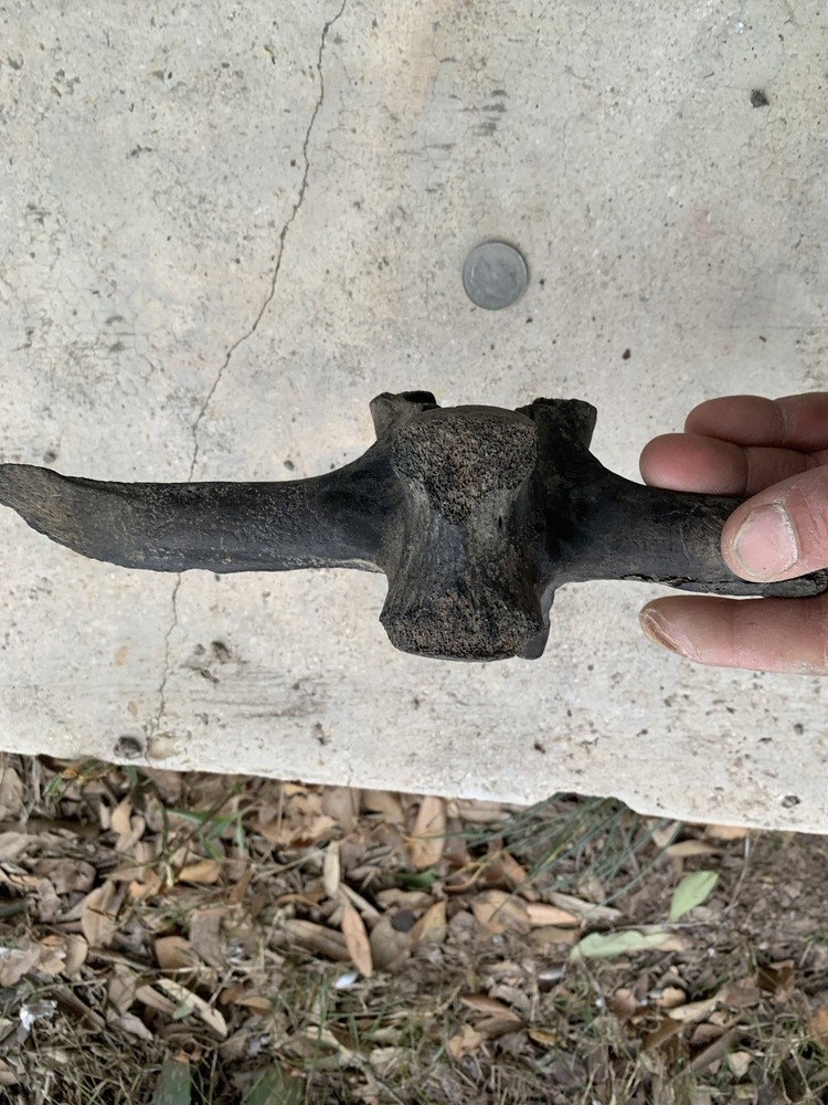 Fossilized Bison Bone