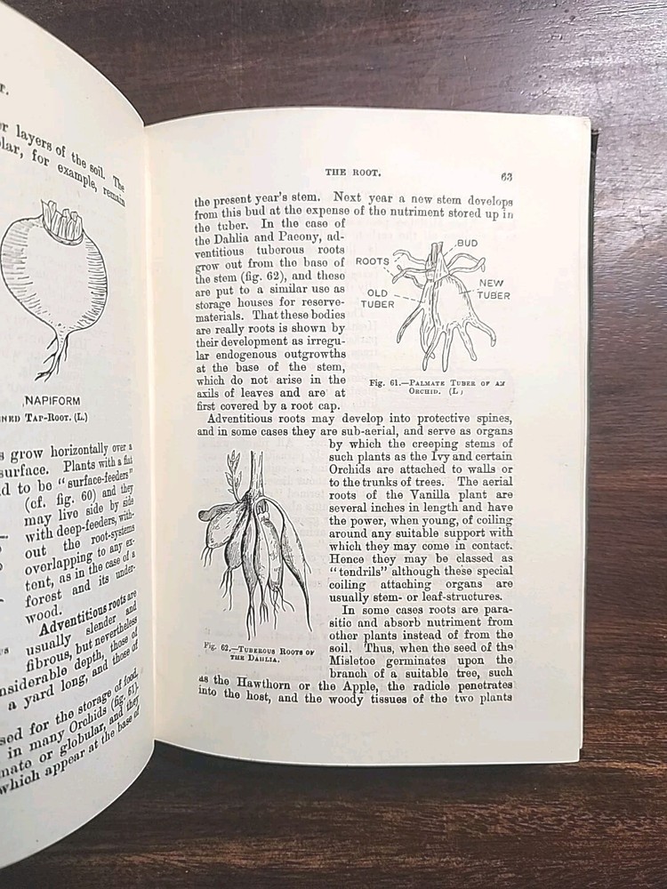 ELEMENTARY BOTANY 1921 RARE