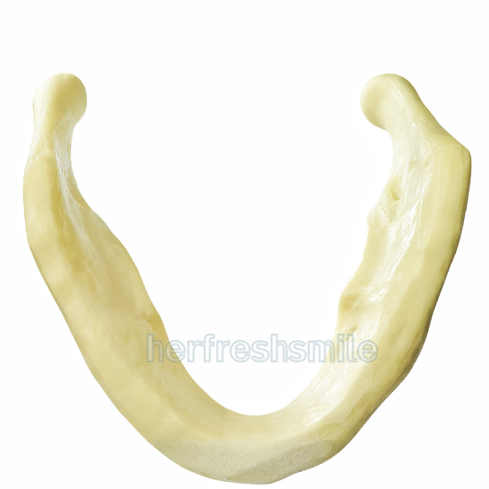 Dental Lower Mandible Jaw Model for Basic Drilling Insertion Practice M2022