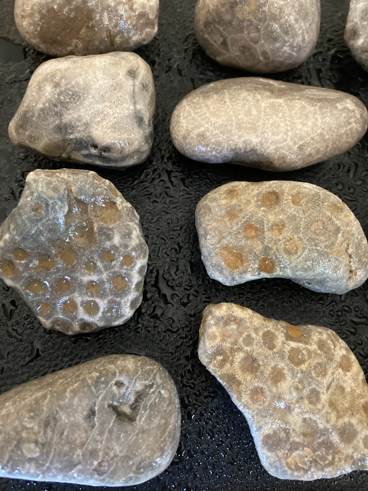 12pc BULK Michigan Petoskey Stones (Hexagonaria) - Natural Fossils 2.4LBS