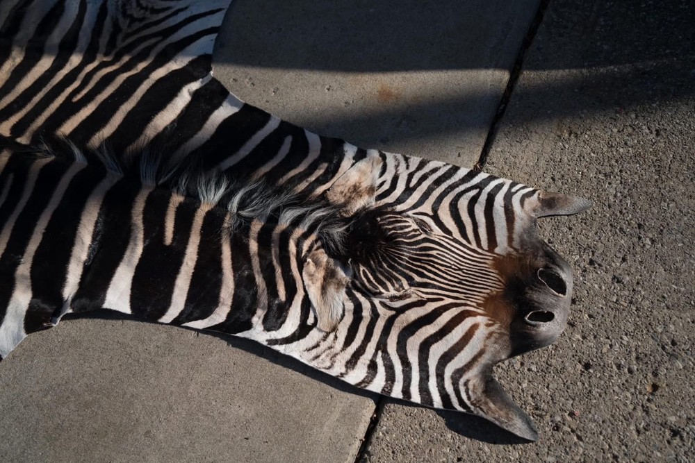 African Zebra Taxidermy Hyde