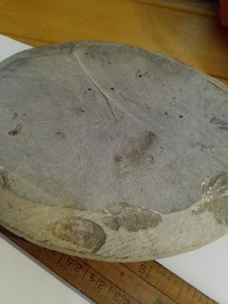 Orthoceras Fossil
