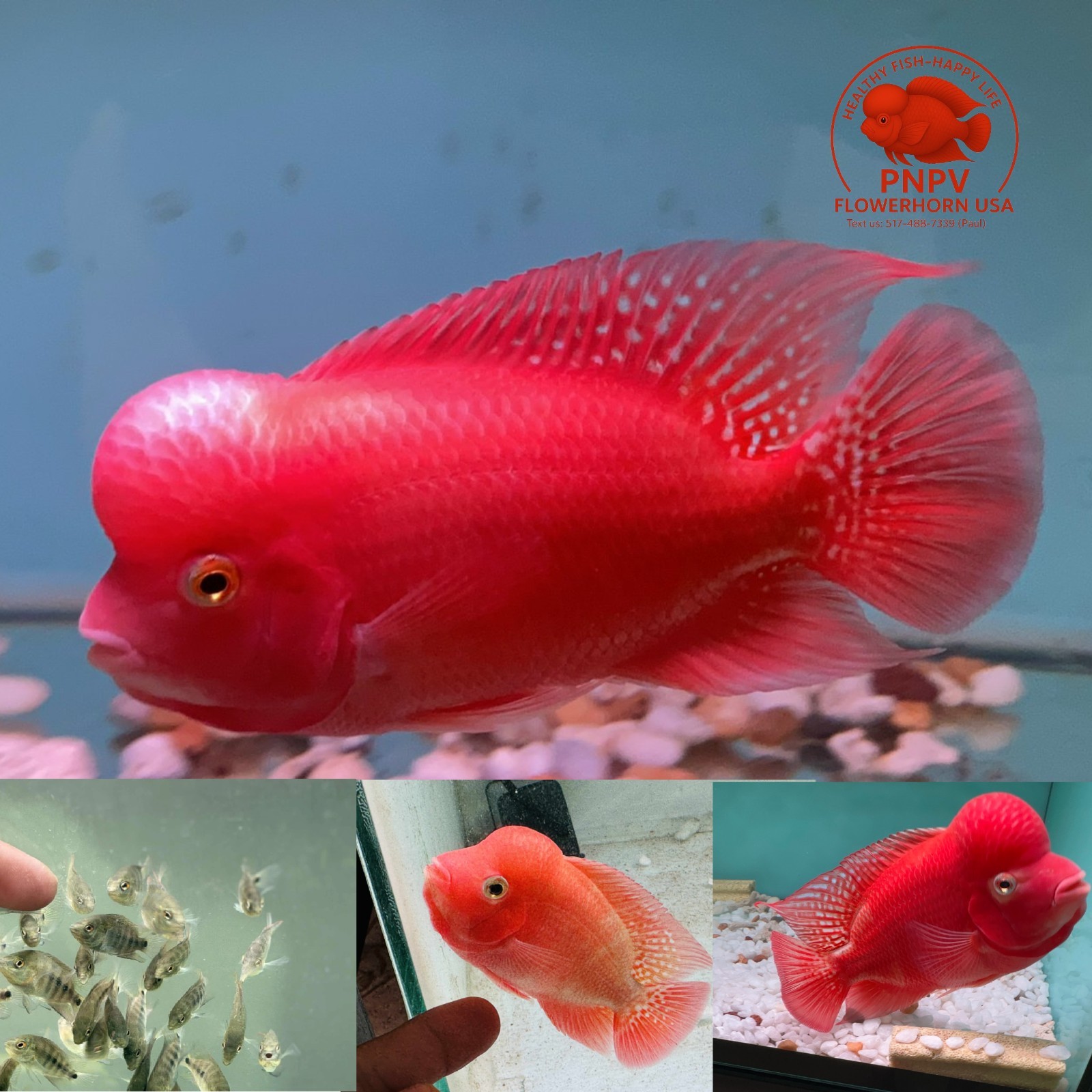Premium Flowerhorn 1 Fry Super Red Monkey  1 inches-Buy 3 get 1 Free-A++++