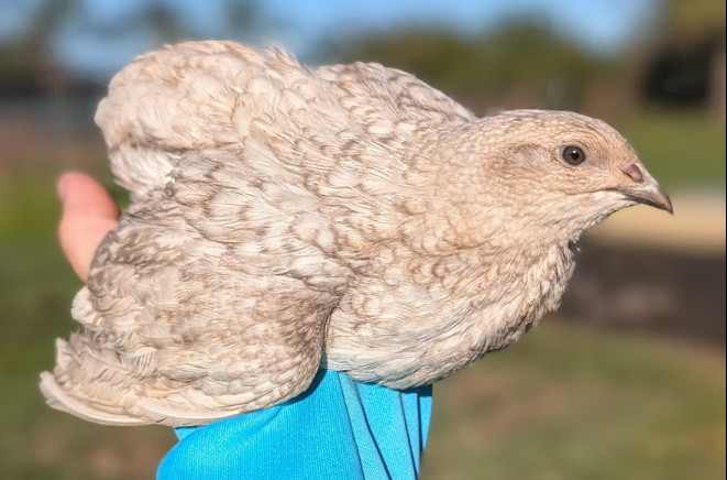150+extras Coturnix Quail Hatching Eggs NPIP Flock
