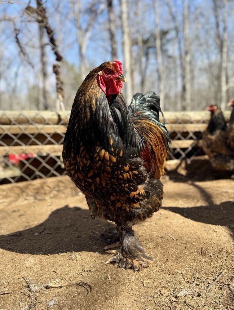 12++ Gold Laced Brahma Hatching Eggs