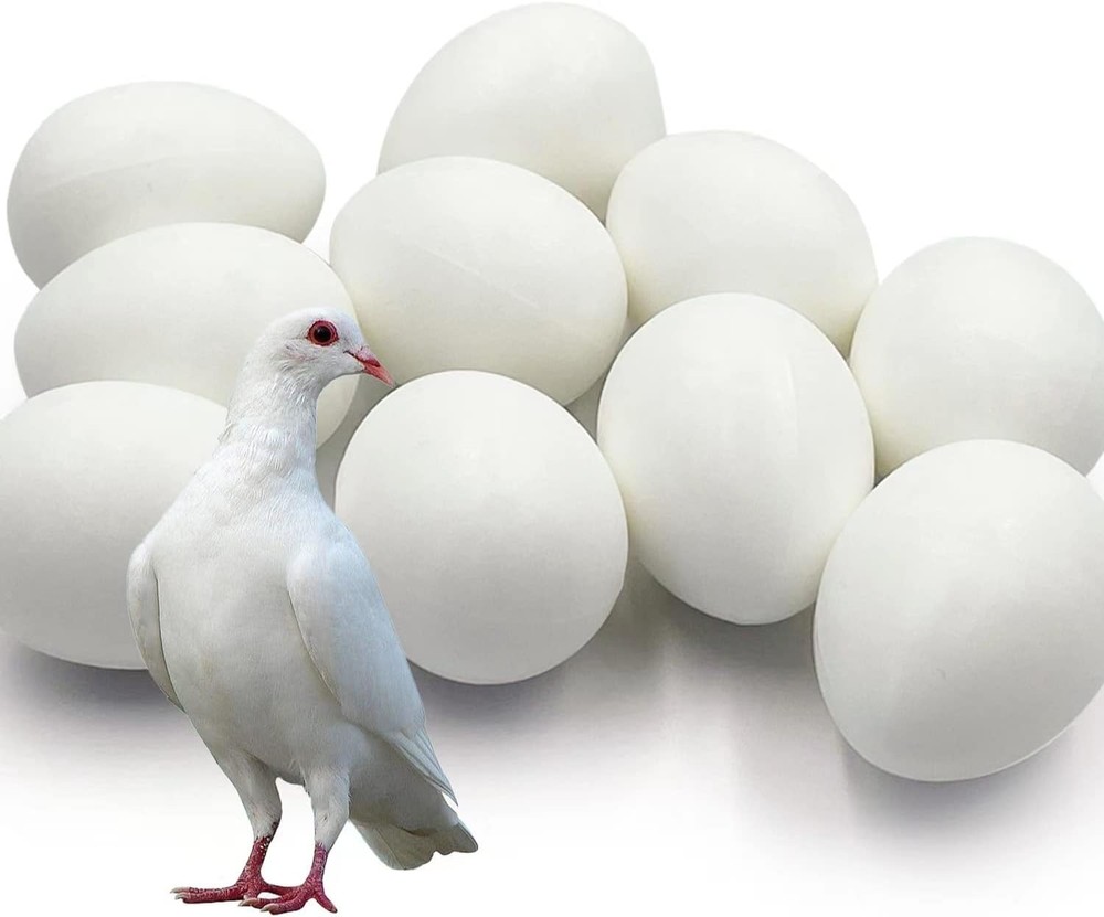 10pcs Solid Plastic Pigeon Eggs Fake for Racing Pigeons Hatching...