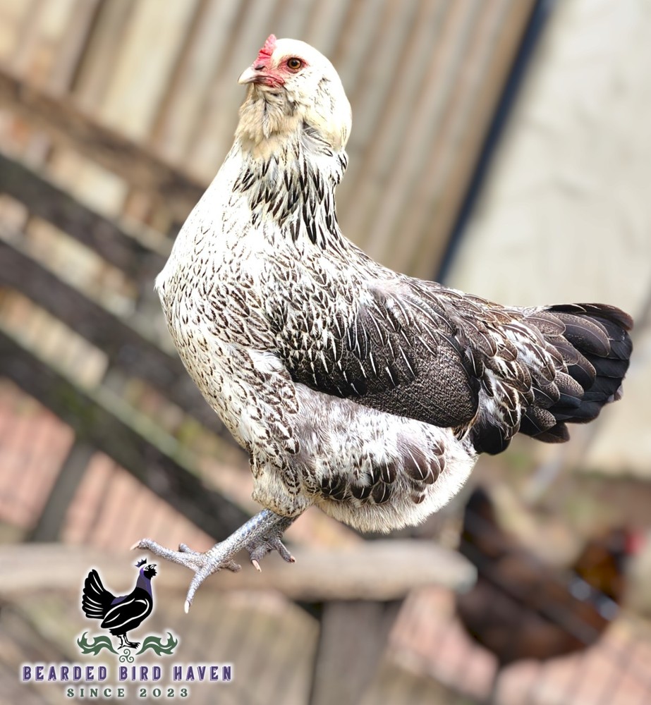 Easter Egger Hatching Eggs X6 (NPIP Certified: AI/PT Clean) + EXTRA