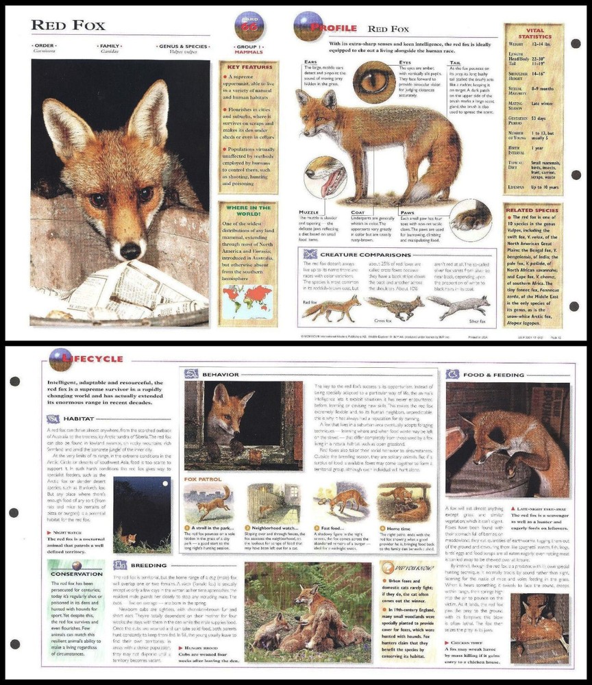 Fold-Out Sheet - Red Fox - 66
