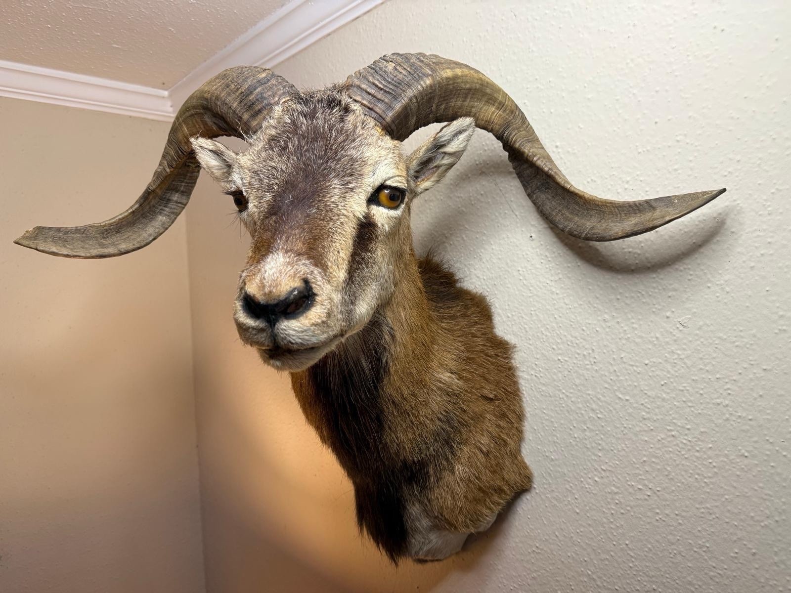 Corsican Ram Taxidermy Shoulder Mount