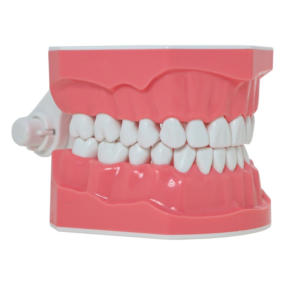 Dental Brushing Flossing Practice Teeth Typodont Model Teaching Studying M7010-1