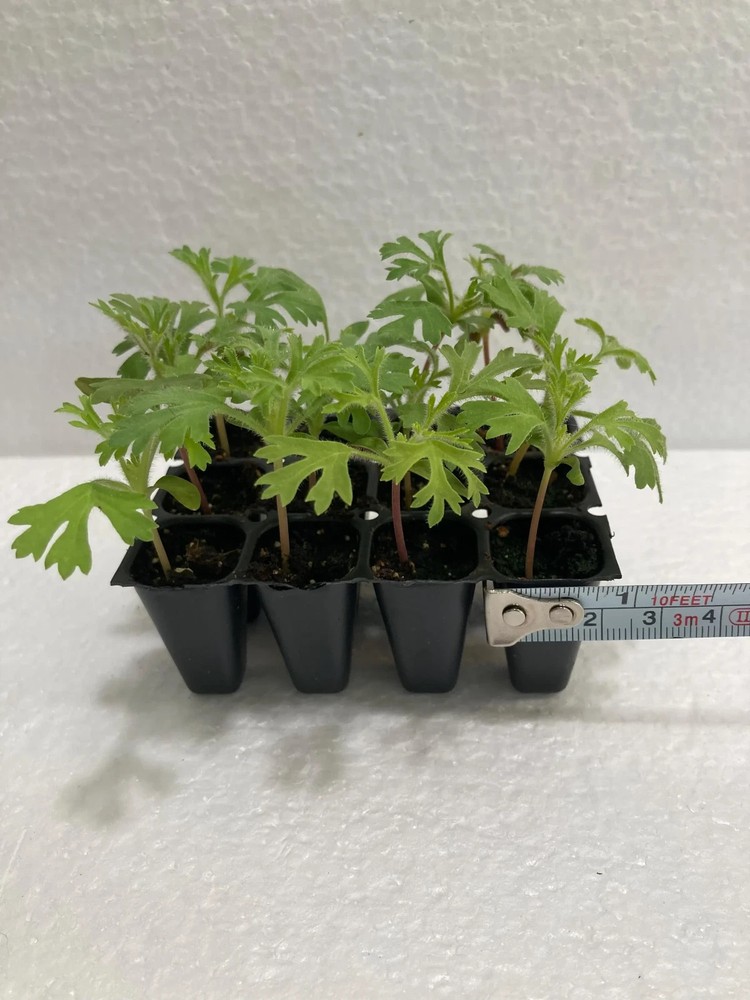 Lacy White Didiscus (10) Live Plant Plugs