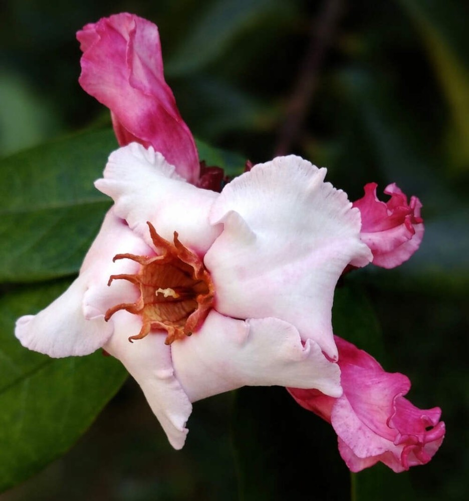 Strophtanthus gratus SEEDS - Climbing oleander | Rose allamanda
