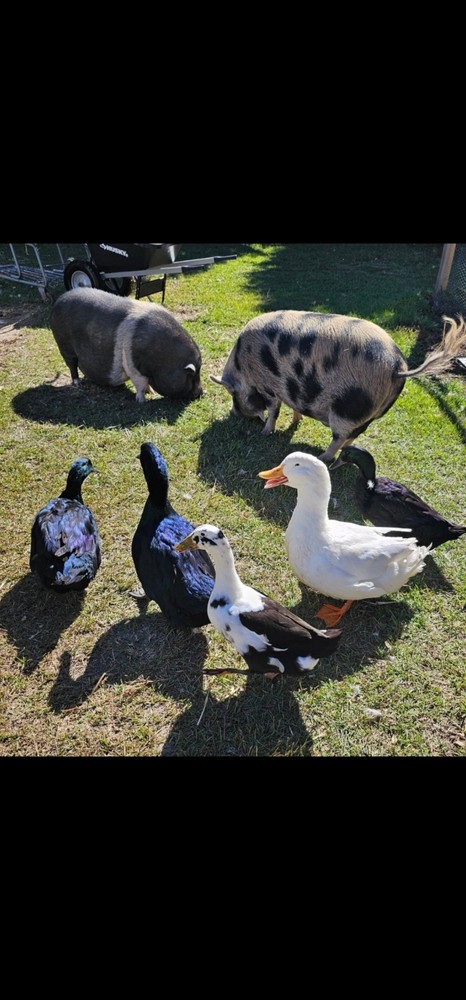 Cayuga, Ancona, Jumbo Pekin Hatching Eggs