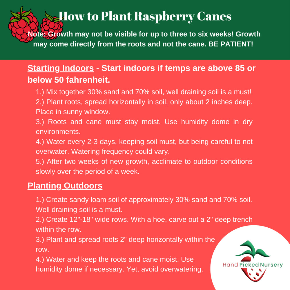 Hand Picked Nursery Caroline Raspberry Canes – Bare Root Canes, 1-Year-Old