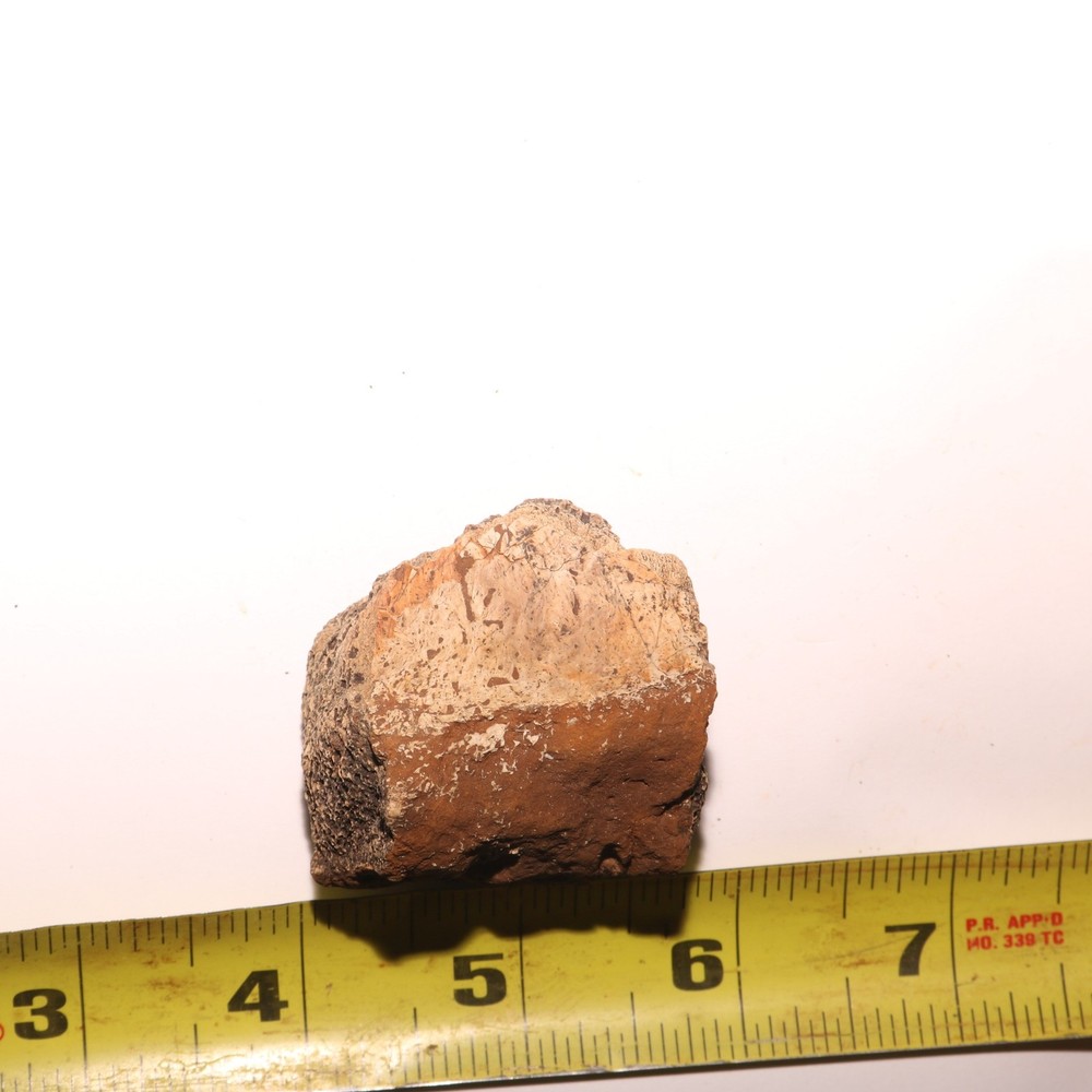 T.rex Bone Chunk - Honey Comb Marrow - Hell Creek Formation Cretaceous - Fossil