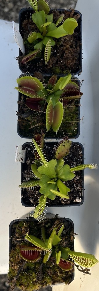 Dionaea Muscipula B52 Potted Venus Flytrap Plant
