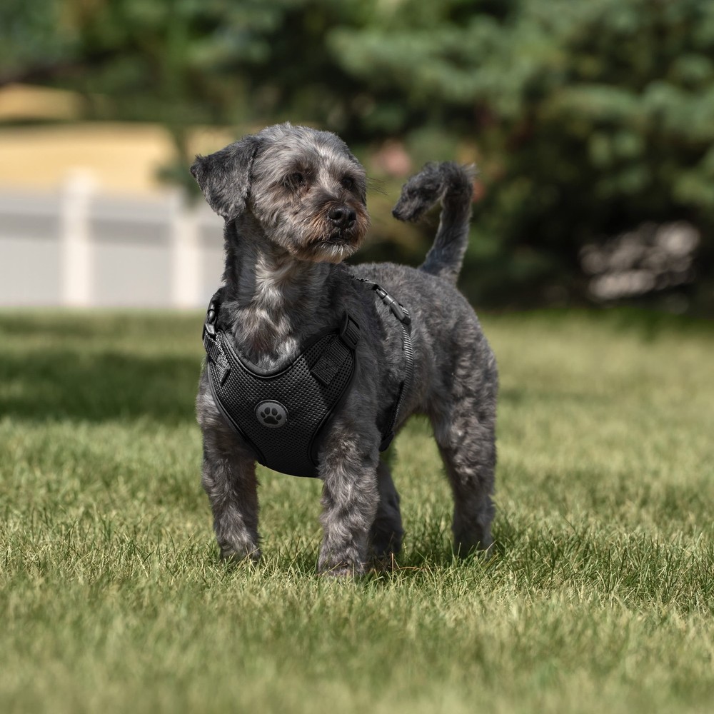Vibrant Life Mesh Adjustable, Reflective Dog Walking Harness, Black, Small