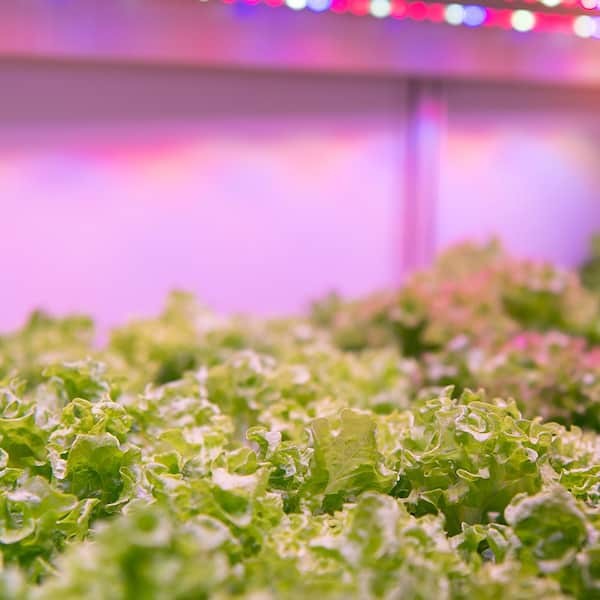FEIT ELECTRIC 46 in. White LED 3 Spectrum Remote Control Linkable Grow Light