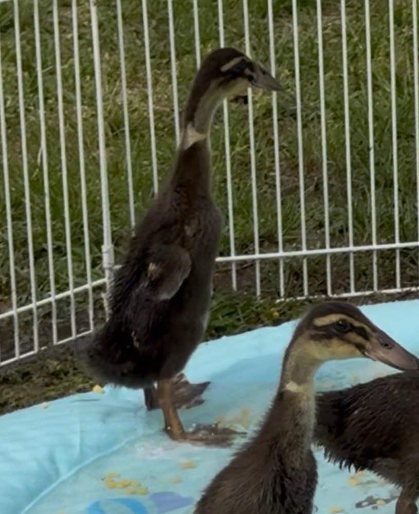 6++ Grey (Mallard) Indian Runner Duck Hatching Eggs